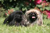 PEKINOIS 172